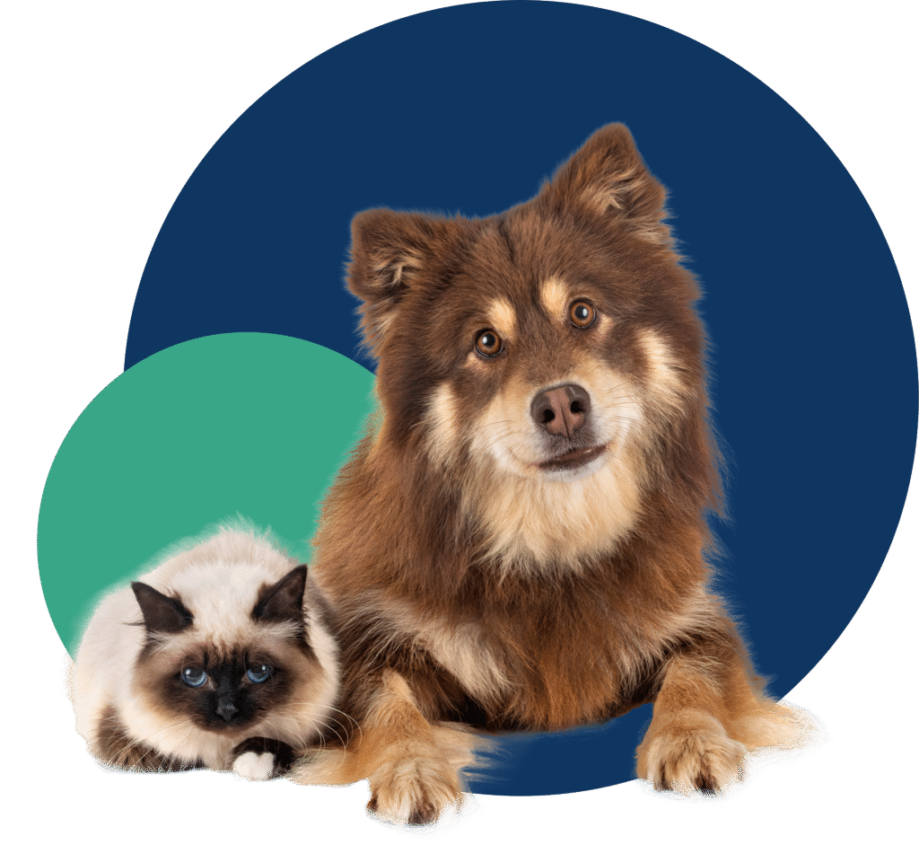 Dog & cat in the sitting position