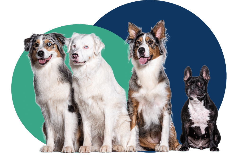 Dog daycare group photo