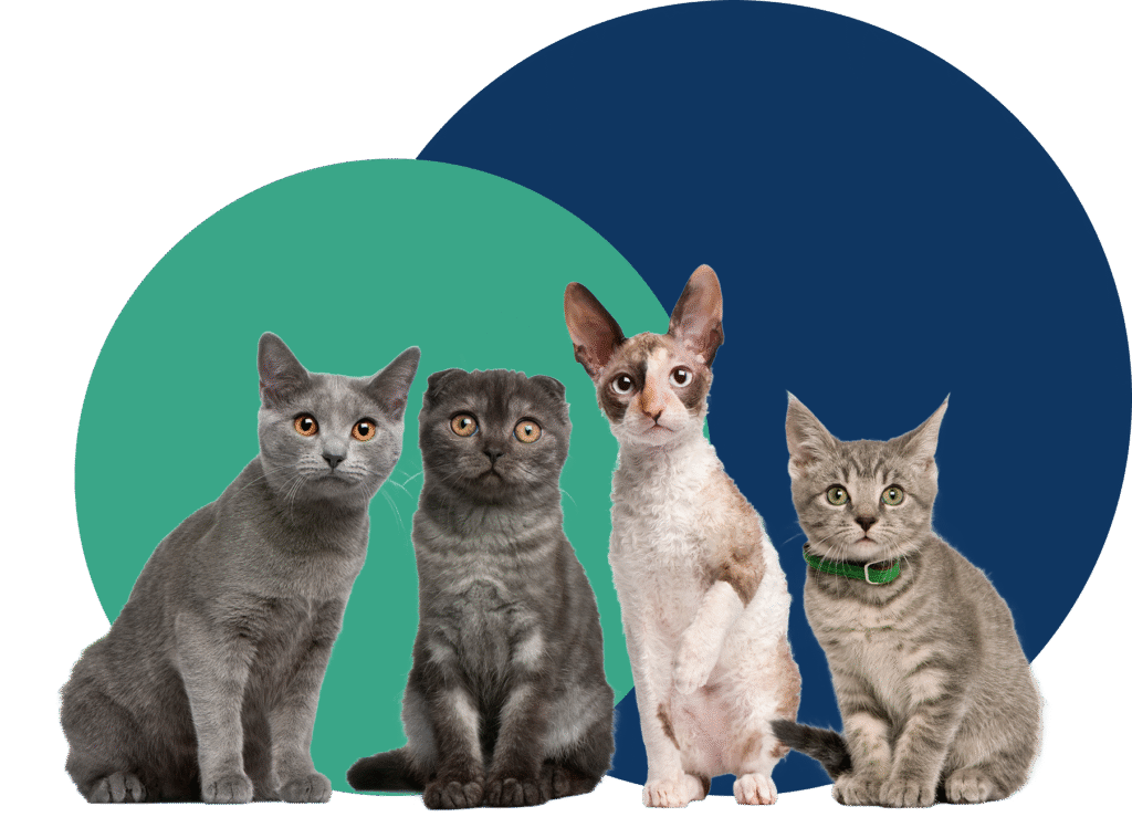 Cats with the colourful background