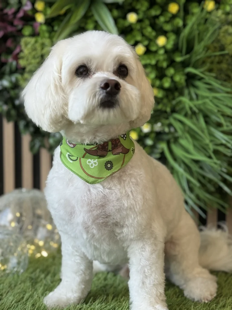 Cute little dog posing for a picture right after nice grooming
