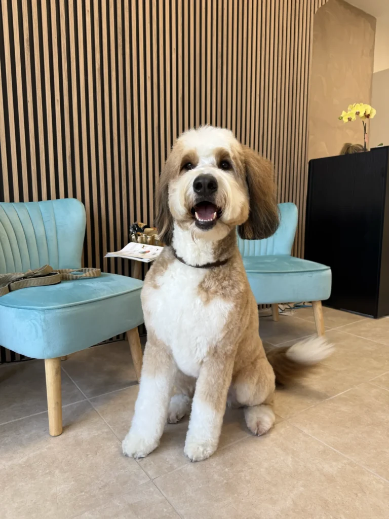 Cute big dog excited right after taking a bath