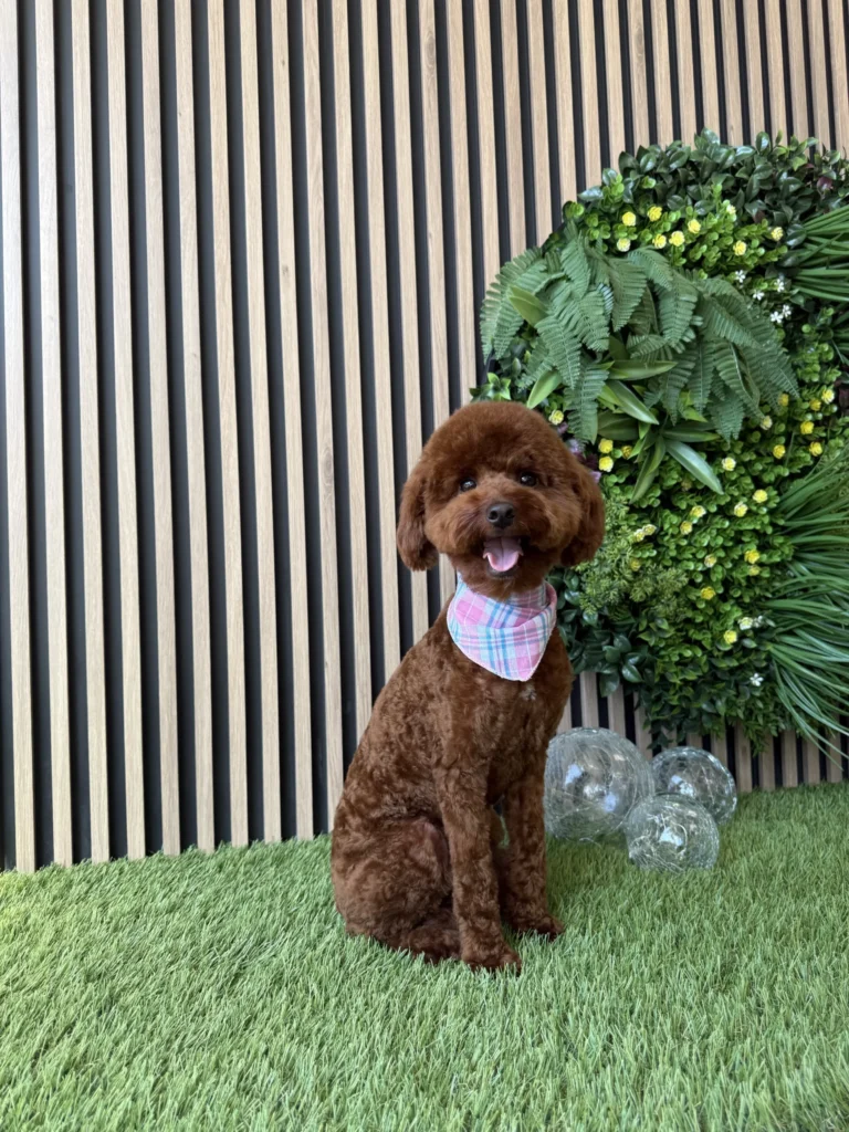 Medium size brown dog posing proudly after grooming