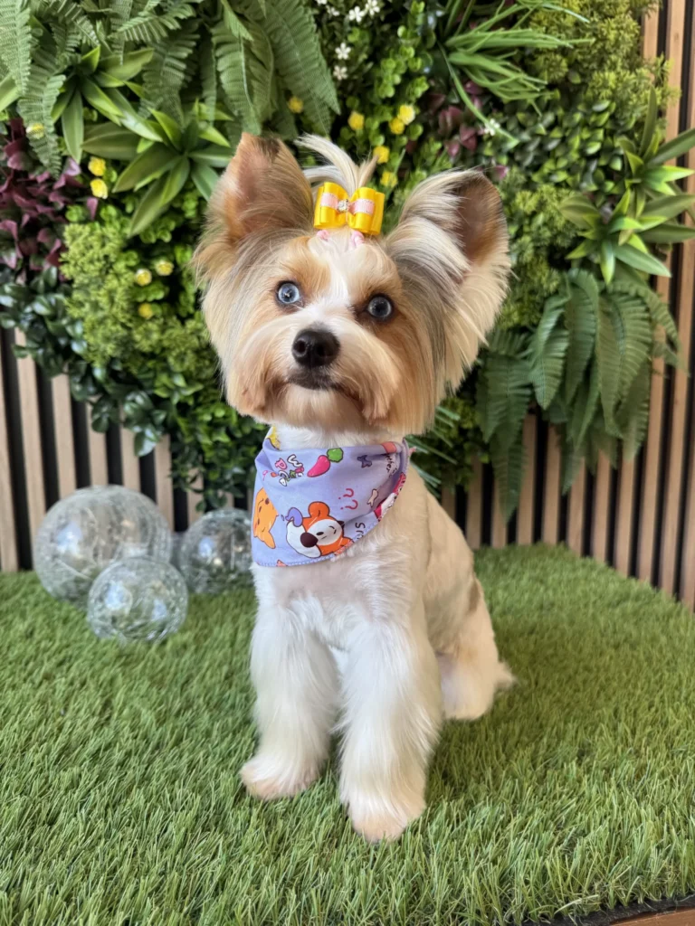 Cute little dog looking forward