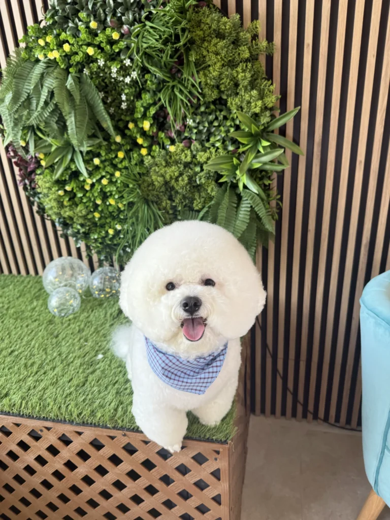 Cute and fluffy white dog after grooming