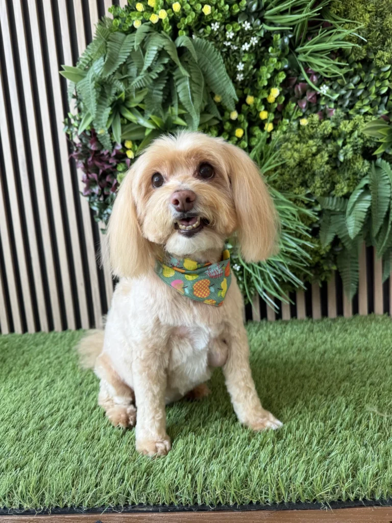 Cute brown dog after grooming