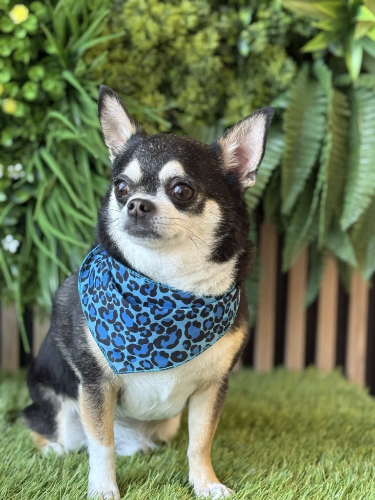 Cute Chiwawa posing for a picture