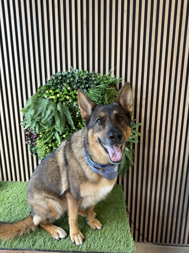 Fluffy german Sheppard posing